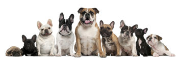Image of nine small dogs of various breeds sitting in a row.