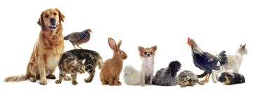 Image of various animals in a row. From left to right, a long haired golden dog sitting, a  grey tabby cat standing with a brown chicken on its back , a light brown rabbit, a fuzzy white chicken, a small white dog with a light broew head, a fuzzy black/gr